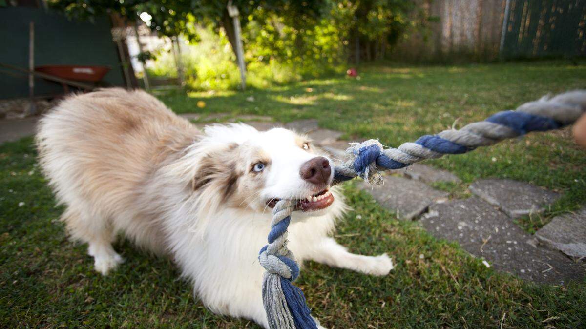 Playful Aussie Shepard puppy tugs on rope with it’s master.