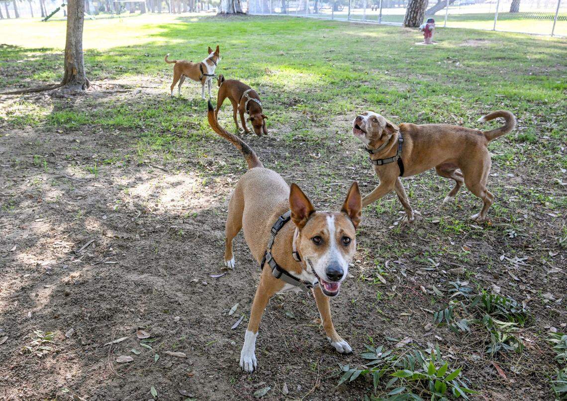 Dogs roam around the new dog park at Roeding Regional Park in Fresno during its grand opening on Monday, Oct. 16, 2023.