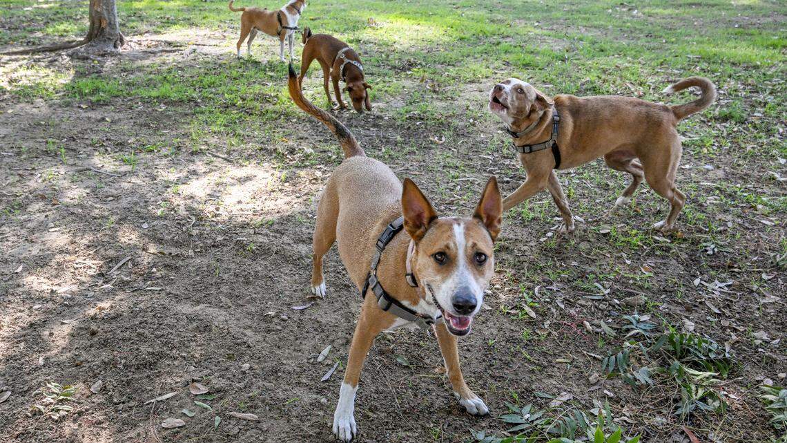 Dog owners can be liable for bites under some circumstances in North Carolina.