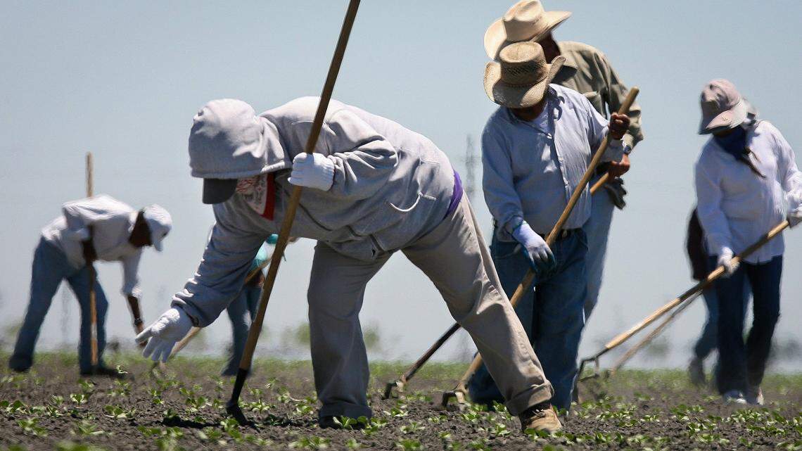 Farm workers use hoes to thin cantaloupe field near Firebaugh in western Fresno County.