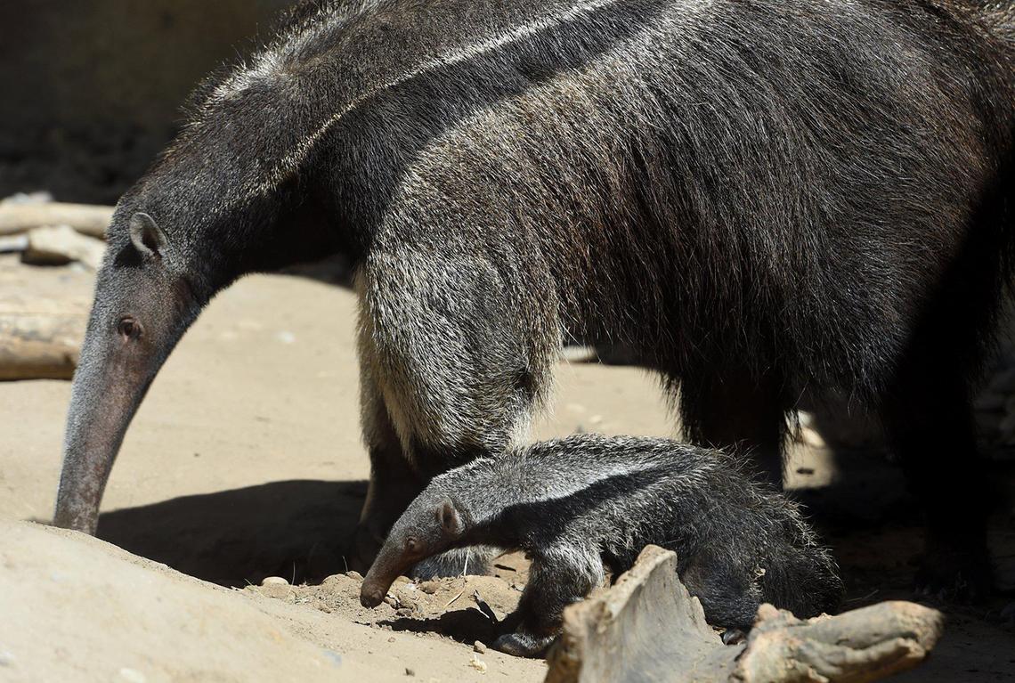 The Fresno&nbsp;Chaffee Zoo’s giant&nbsp;anteater&nbsp;Chive leads her four-week old female pup named Aji, into the sunlight as they spend their second day, Wednesday March 23, 2022, out of their interior enclosure, taking advantage of the warm weather. Chive will carry Aji on her back for several months.