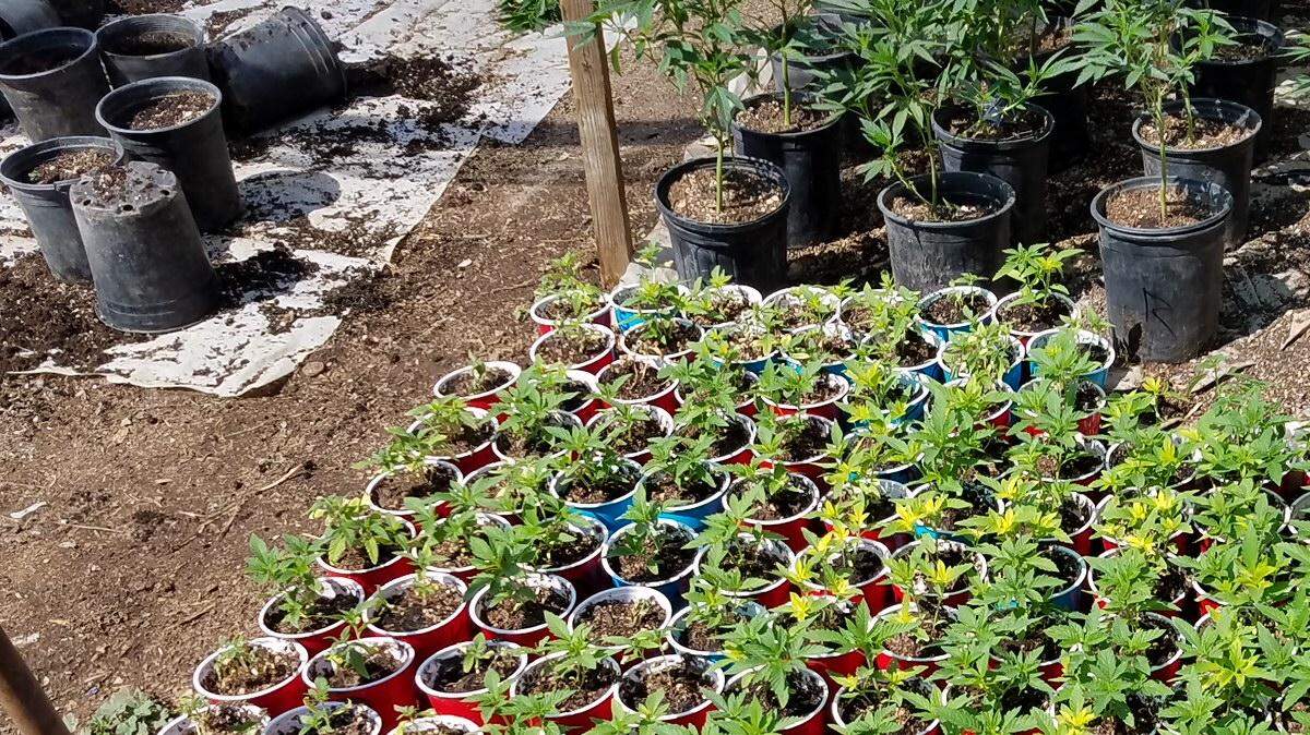 The Tulare County Sheriff’s Office said 50,000 marijuana plants were found at a Terra Bella home on Tuesday, Aug. 28, 2018.