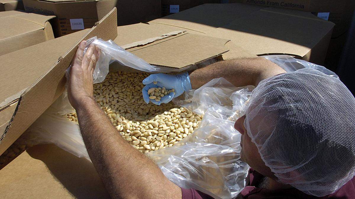 Blanched almond are inspected by Stanislaus County Agricultural Inspector Ehsan Sood at the Hughson Nut Company in 2007.