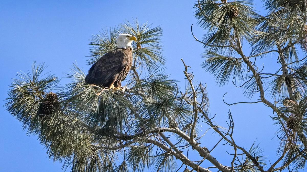 A bald eagle sits atop a tree facing Millerton Lake as seen during the Millerton Lake eagle tour program on Sunday, Feb. 2, 2025. The tours take place at a time when eagles migrate to the area which has been their historic southern wintertime habitat. This bird may be one of two resident pairs that are said to reside at the lake year round.