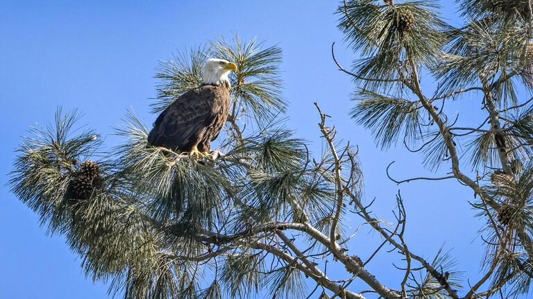Bald eagles are on display around this Valley lake each winter. We went to find them