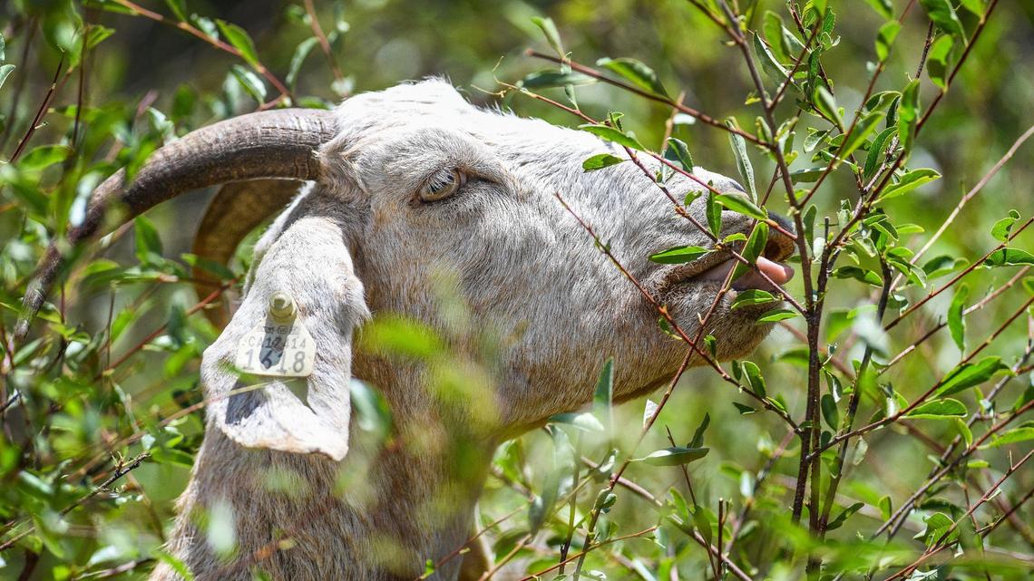 One of about 400 goats munches on vegetation below Southern California Edison transmission and distribution lines near the Big Creek Hydroelectric plant and Shaver Lake’s Balsam Forebay on Tuesday, Aug. 1, 2023.