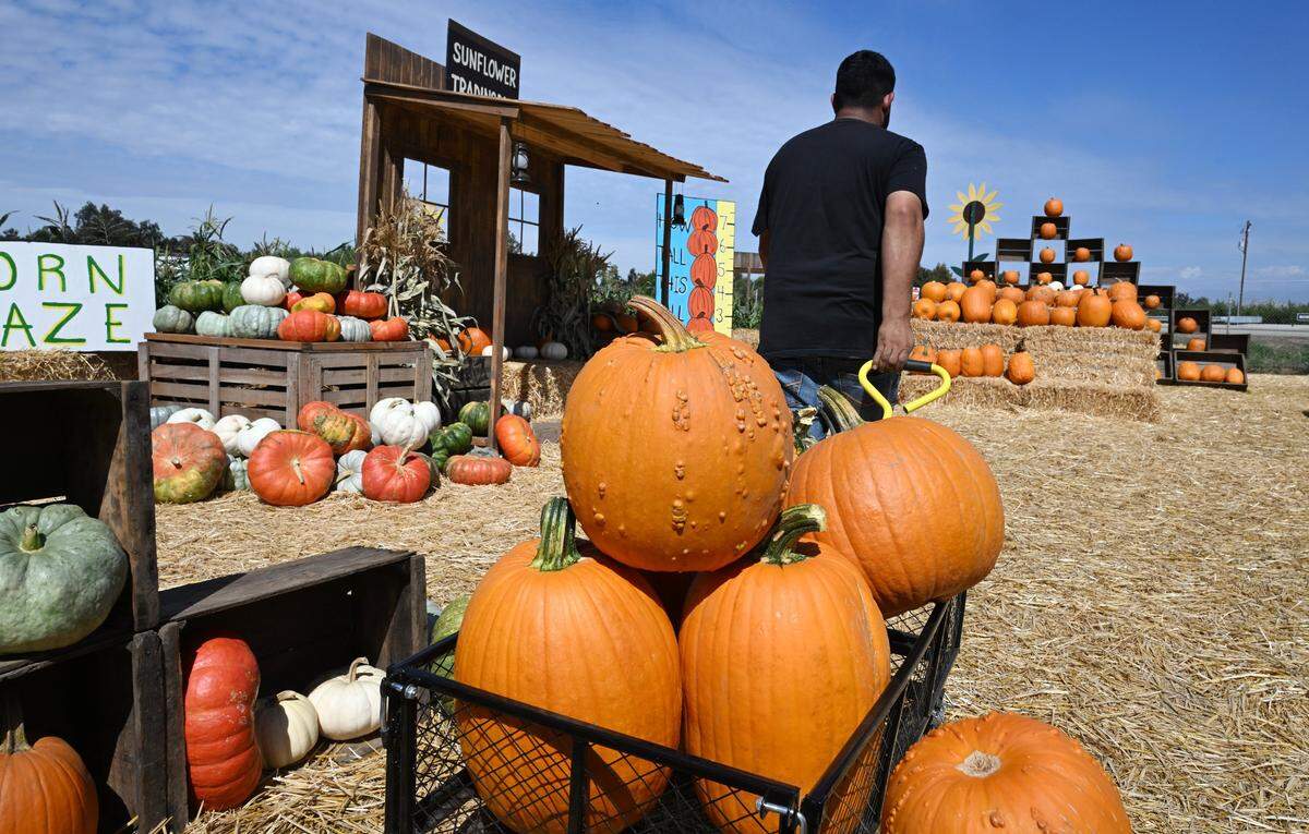Pumpkins are wheeled out for display at The Sunflower Farm Stand along Highway 180 near Sanger. The Sunflower Farm Stad is one of several farms that are open to the public for fall-related fun including, pumpkin picking, sunflowers, a corn maze and a pumpkin launching device. Photographed Thursday, Oct. 2, 2025 near Sanger.
