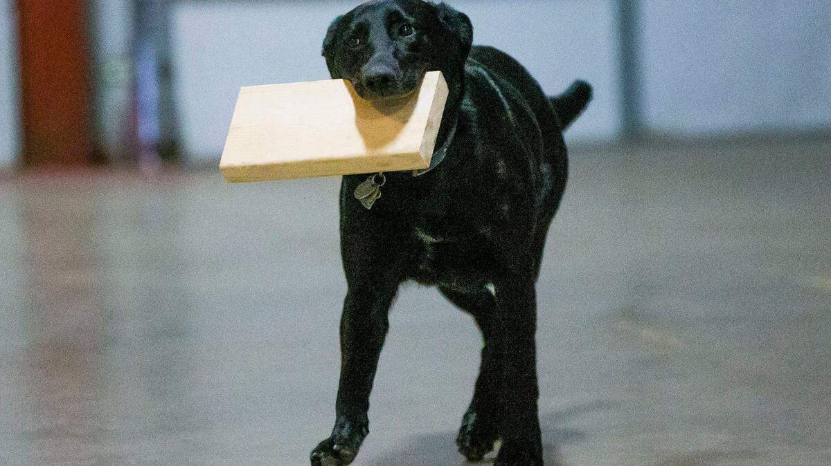 Shop dog Raven runs with a scrap piece of wood at The Crossing School of Business & Entrepreneurship, Monday, April 19, 2021, in Goshen, Ind.
