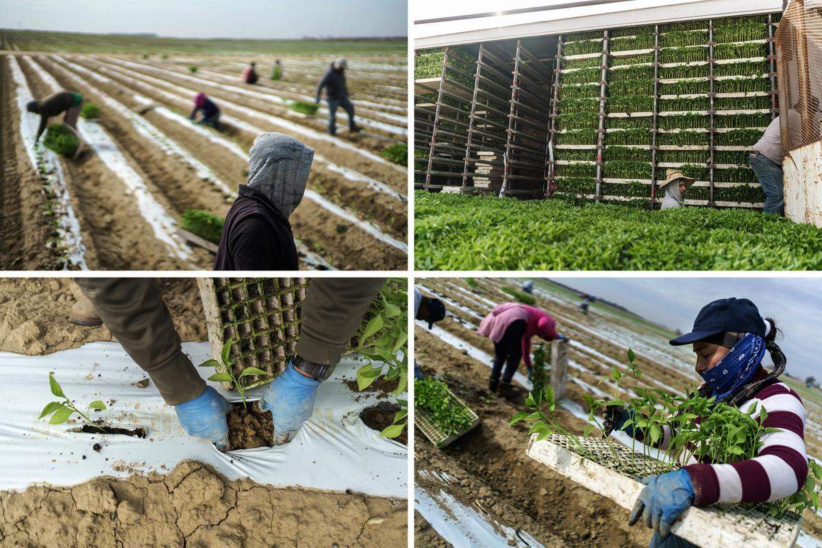 Migrant farmworkers transplant jalapeño sprouts from trucks into the tilted soil at a farm in Lamont.