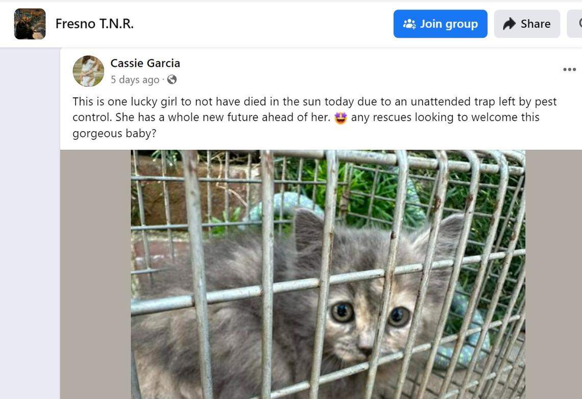 Fresno TNR volunteer Cassie Garcia took in this feral kitten after a teacher at Yosemite Middle School found it in a weakened state after being left for days in a pest control company’s trap.