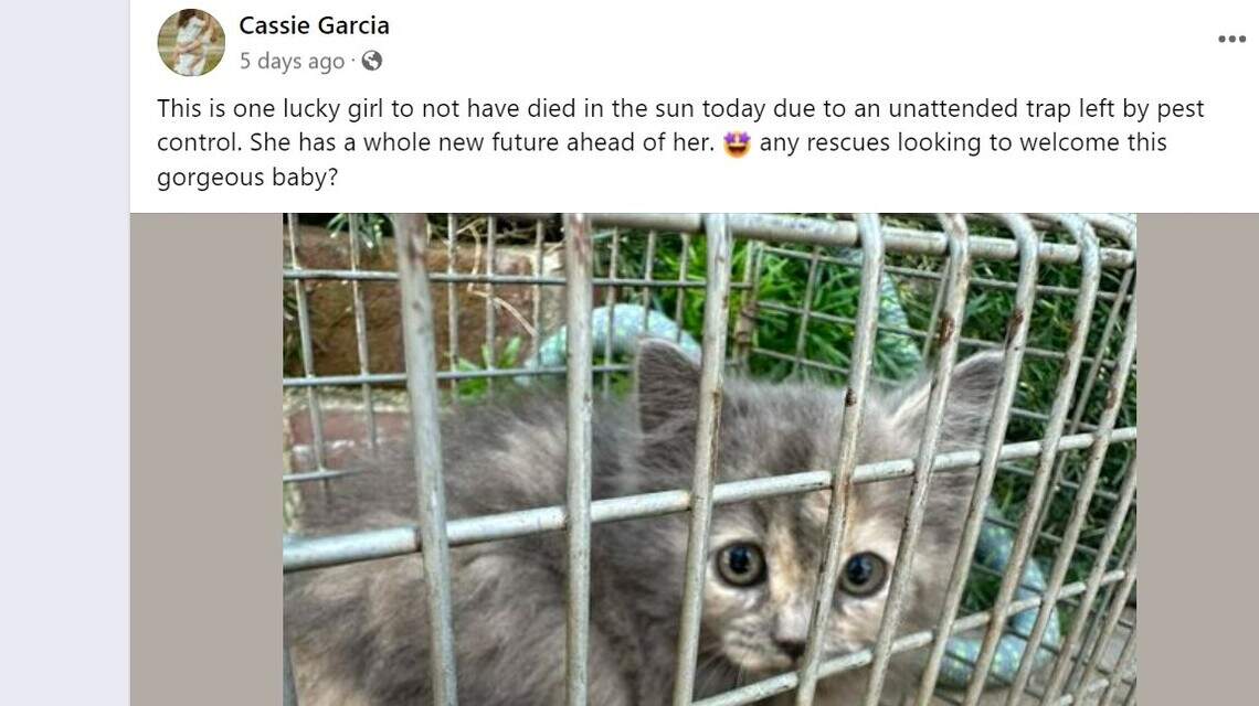 Pets or pests? Fresno schools shouldn’t hire exterminators to eradicate feral cats | Opinion