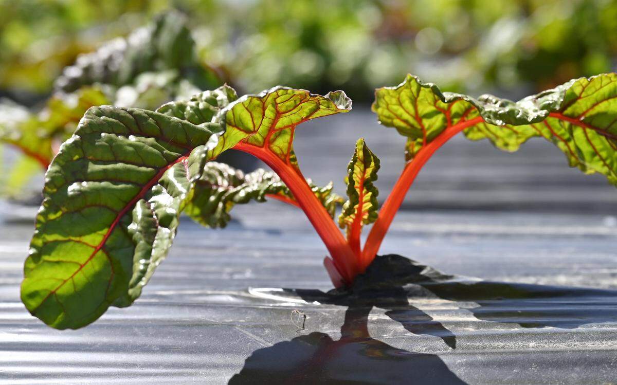 Swiss Chard is cultivated in a small parcel next to the Yo'Ville Community Garden Thursday, April 16, 2026 in west Fresno.