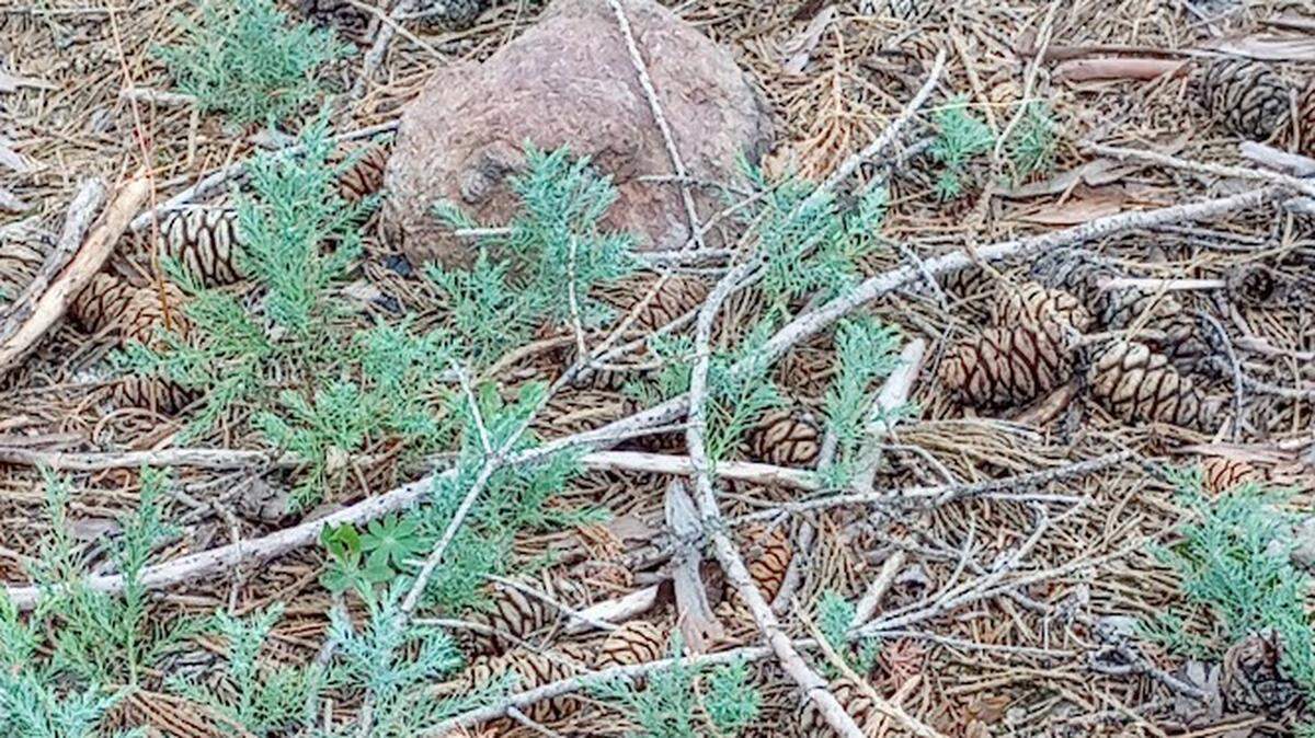 A section of forest floor shows sequoia seedlings on Redwood Mountain in September.