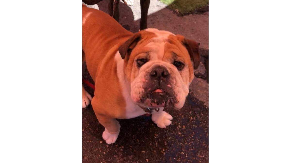 Bentley the Bulldog was stolen from his padlocked kennel at Fresno Humane Animal Services Thursday night, the rescue reported on Facebook on June 15, 2018. He was freshly neutered, just underwent eye surgery and needs daily medication.