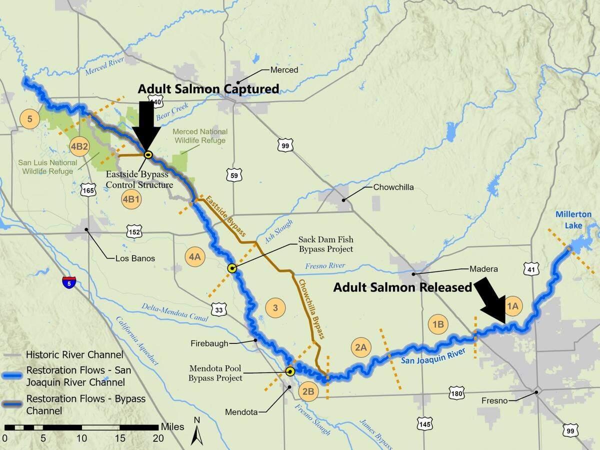 Map of the San Joaquin River Restoration Project area between Friant Dam and the Merced River confluence showing key in-river passage impediments and general location of adult salmon capture and release.