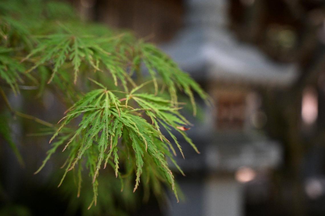 Laceleaf Japanese maples are seen inside Fresno’s Shinzen Friendship Garden in Woodward Park Thursday, Sept 5, 2024 in Fresno.