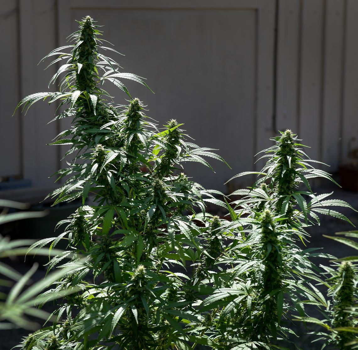 These marijuana plants growing in the backyard of a central Fresno home are technically in violation of Article 21 Section 12-2104 of the Fresno Municipal Code, which prohibits all marijuana cultivation.  However, Proposition 64 preempts the city from enforcing this statute for up to six plants grown indoors per residence.