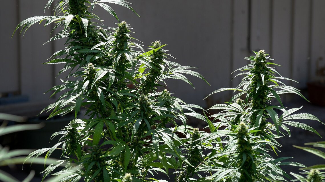 After a year of uncertainty, Fresno may be just months away from weed shops
