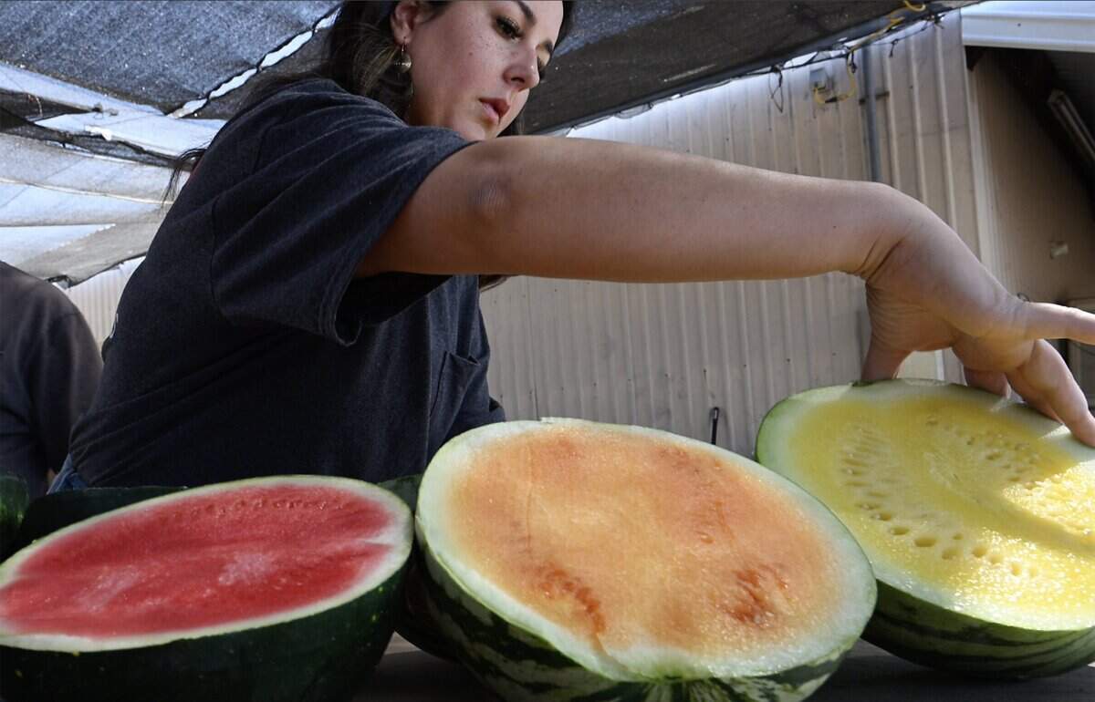 Jessica Allen arranges varieties of watermelons available through Allen Farms' Dicky Don label, photographed Monday, June 15, 2026 near Sanger.