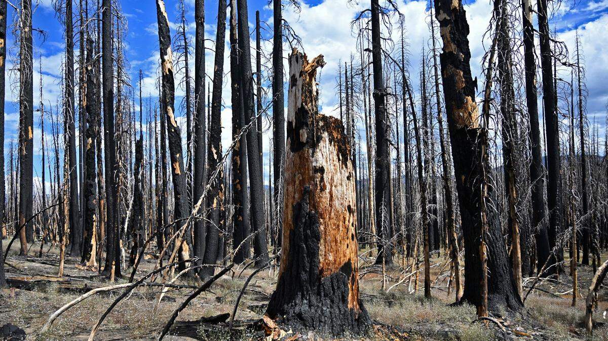 Charred trees, conssumed by 2020’s Creek Fire, are seen where U.S. Forest Service researcher Dr. Karen Pope showcased a revitalized Lower Grouse Meadow off Highway 168 near Shaver Lake Wednesday, Aug. 16, 2023.