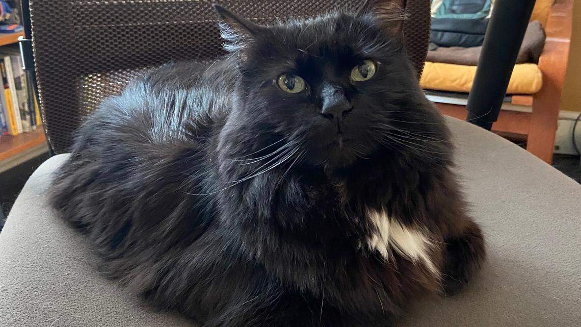 Winona tells Bee columnist Marek Warszawski that this is her chair and he’ll have to find somewhere else to sit.