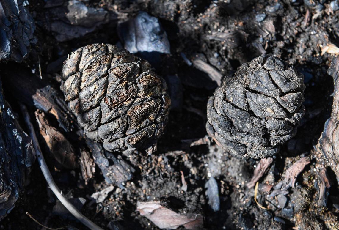 Charred giant sequoia cones lie on the ground near trees killed in the 2017 Railroad Fire in an area of Nelder Grove, on Oct. 27, 2021. Intense fire is needed for the germination of giant sequoia seeds and to burn away the duff and litter covering the forest soil if new trees are to sprout and grow.