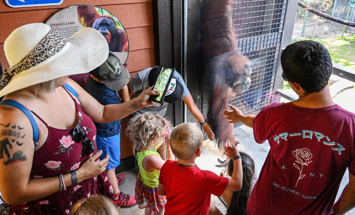 Guests get a close look through the glass at an orangutan in its exhibit inside the new Kingdoms of Asia section of the Fresno Chaffee Zoo that opened to the public on Saturday, June 3, 2023.