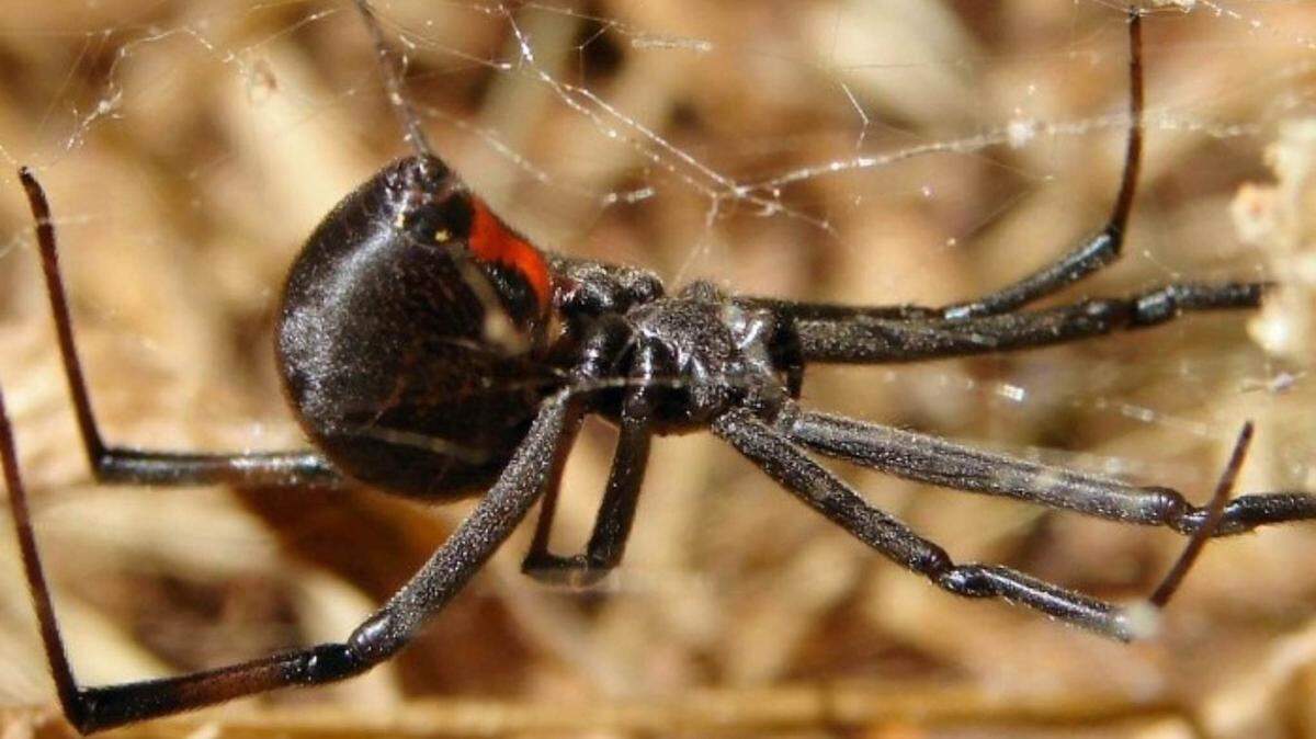 A Fresno man set his parents’ attic on fire in Woodward Lakes while trying to kill black widow spiders with a blowtorch.