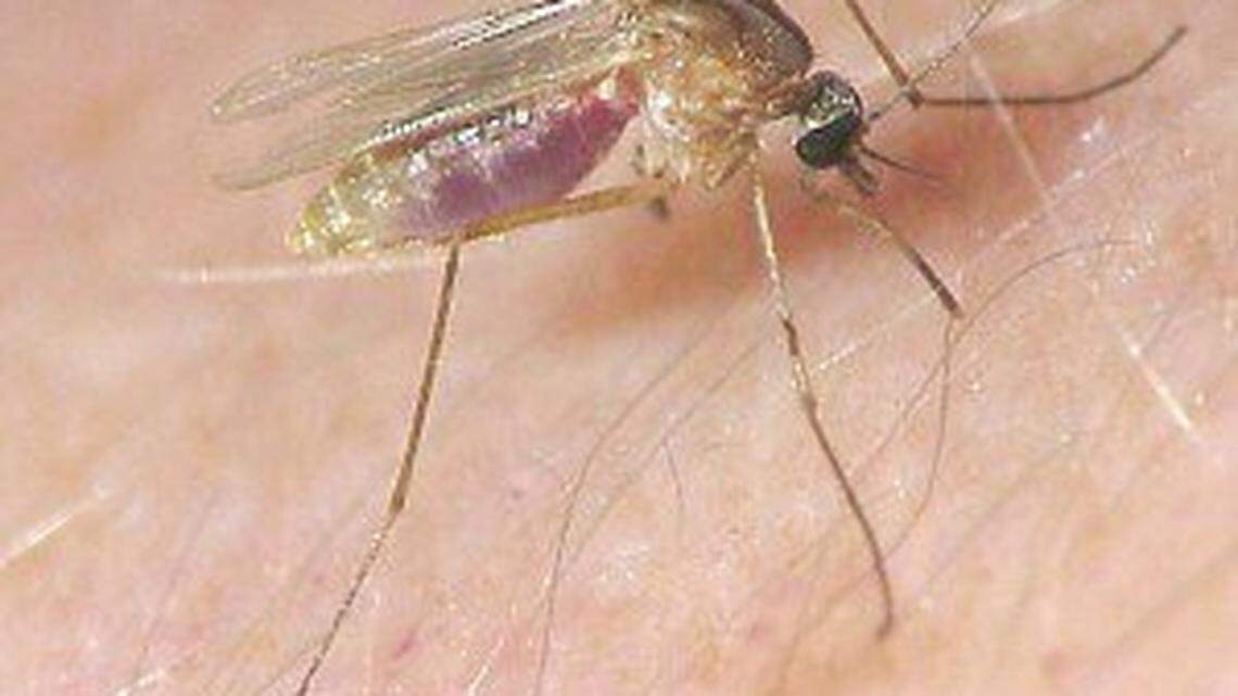 The Culex mosquito has tested positive for St. Louis Encephalitis in Fresno, county health officials reported on July 5, 2018. The mosquito also can carry and West Nile virus.