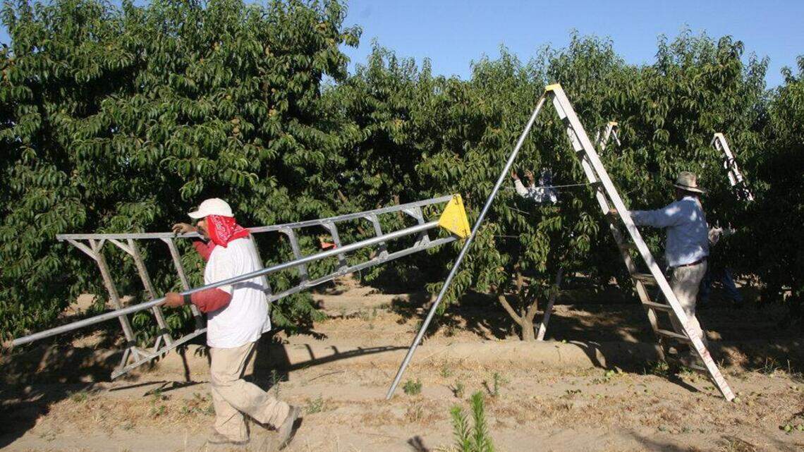 Según informes, aumentan los avistamientos de ICE en el centro de California. ‘Los trabajadores agrícolas están aterrorizados’.