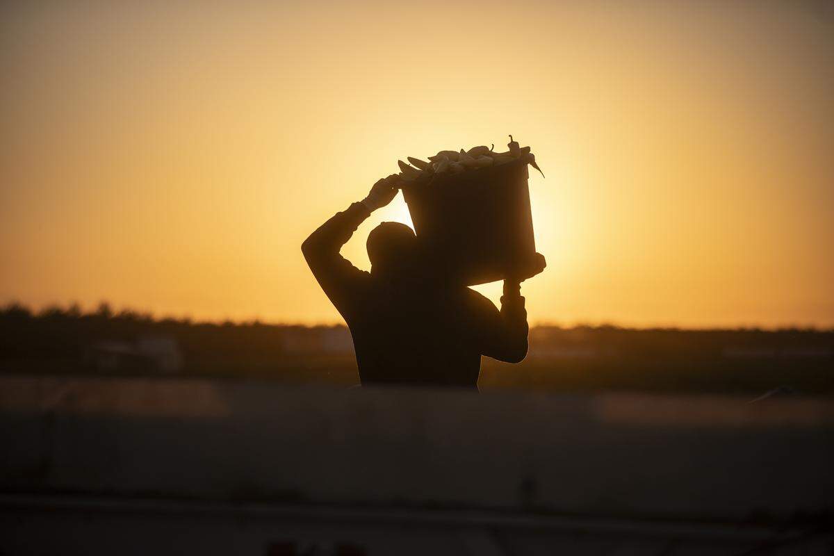 Farmworkers harvest banana peppers at a farm near the town of Helm on July 1, 2025. Photo by Larry Valenzuela, CalMatters/CatchLight Local