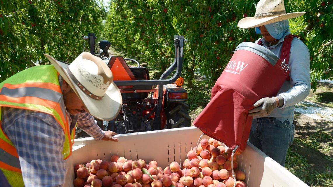 Workers fill a bin with fresh-picked peaches in an HMC Farms orchard near Selma in 2016.