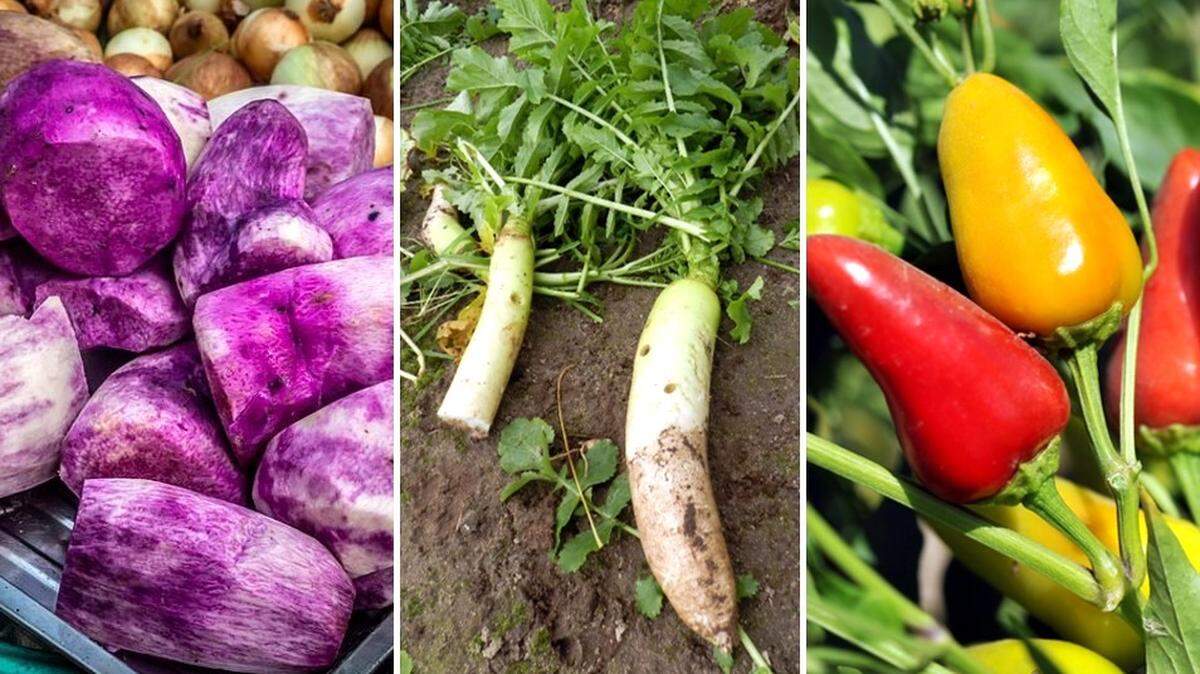 Specialty crops occupying some of the smallest acreages of farmland among Valley counties are, from left, taro, which amounted to one acre or less in 2022 in Fresno County; daikon radish, only one acre in San Joaquin County; and chili peppers such as these Fresno chilis, amounting to only about one acre in Tulare County.