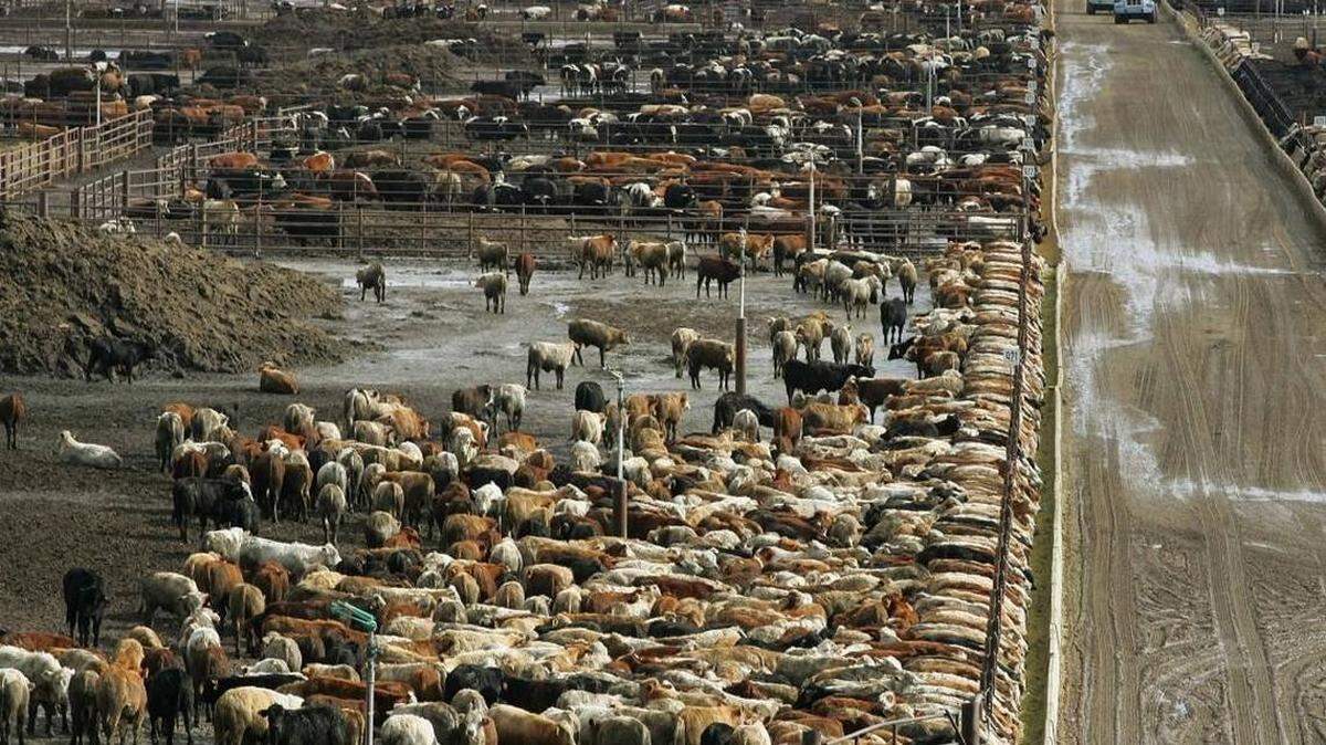 Cattle fill the pens at a processing plant. SB 16 would make it illegal to document abuse at agricultural facilities.