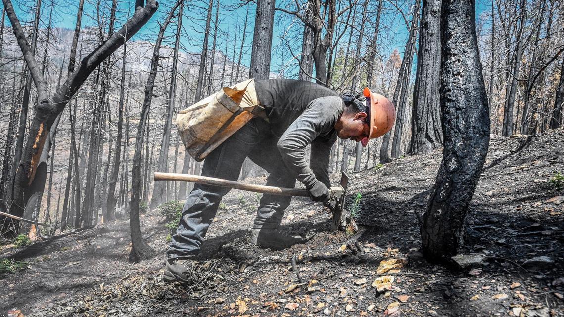 A tree planting crew member plants a conifer seedling along with thousands of others while rehabilitating forestland scorched in the 2020 Castle Fire in the Mountain Home Demonstration State Forest on Tuesday, April 26, 2022.