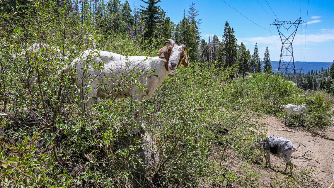 Goats help clear out excess underbrush by feasting on vegetation below Southern California Edison transmission and distribution lines near the Big Creek Hydroelectric plant and Shaver Lake’s Balsam Forebay on Tuesday, Aug. 1, 2023.