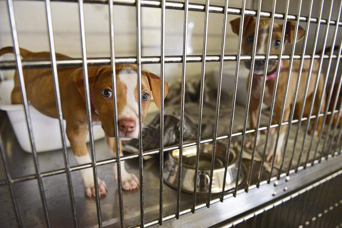 A pair of puppies peer through the bars of a kennel at the Fresno County Humane Services shelter in this October 2015 file photo.