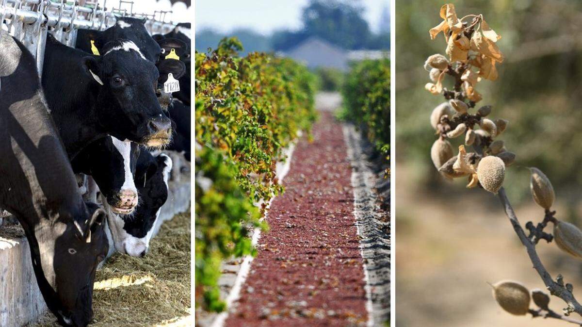 Dairy cows, grapes and almonds