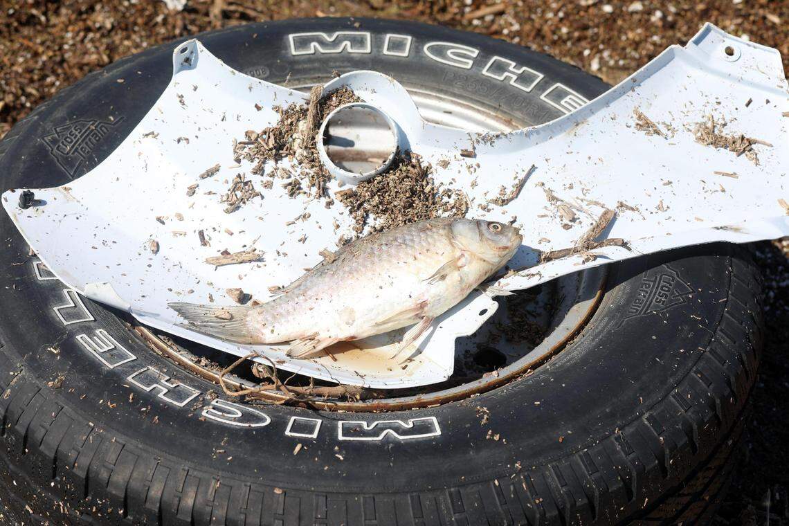 Una llanta y un pez muerto se ven sobre 6th Avenue alrededor de una milla al sur de Quebec Avenue, en sur de la ciudad de Corcoran, donde las inundaciones han vuelto a crear el antiguo lago Tulare. Fotografiado el jueves 6 de abril de 2023 al sur de Corcoran, California.