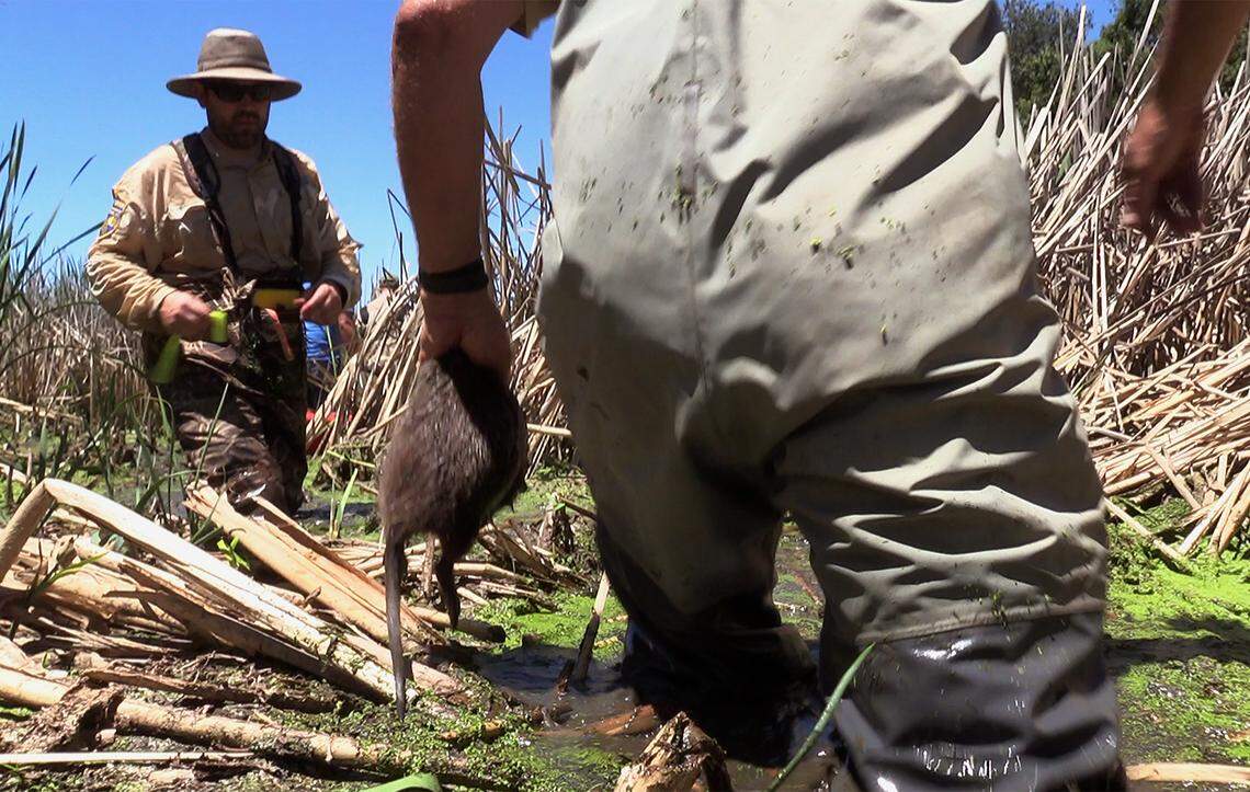 California Department of Fish & Wildlife senior field biologist Greg Gerstenberg, right, carries a small nutria that was trapped and killed as field biologists assess the invasive rodent population near Los Banos Wednesday, June 13, 2018.