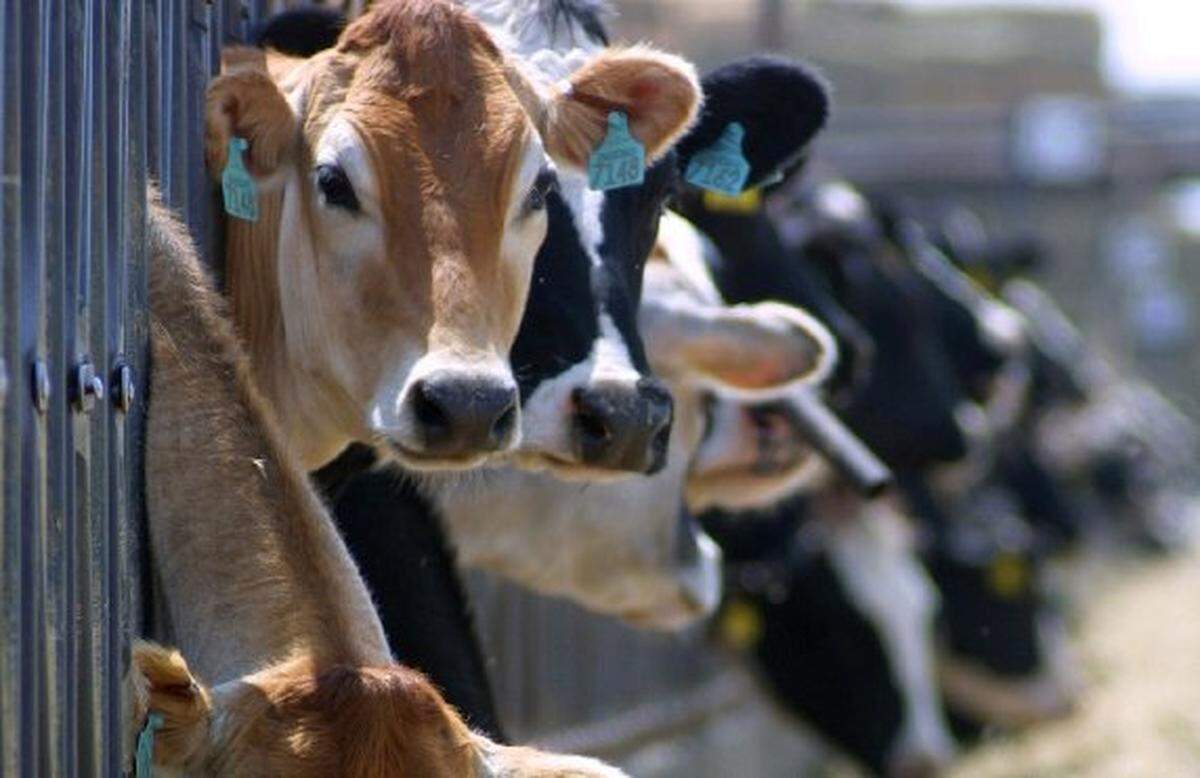 Holstein and Jersey cows, the two most popular dairy breeds in California, are pictured at Dias Dairy in Merced.
