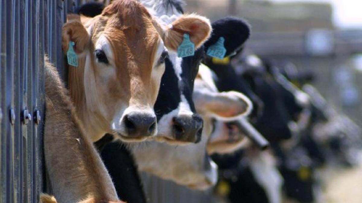 Holstein and Jersey cows, the two most popular dairy breeds in California, are pictured at Dias Dairy in Merced.