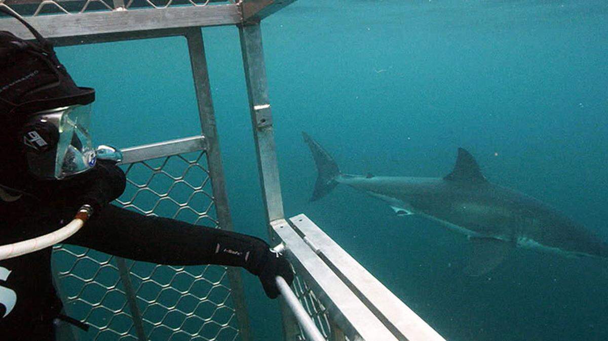 A great white shark glides past the diving cage holding Professor Sora Kim as she is filmed for this year’s Shark Week. 