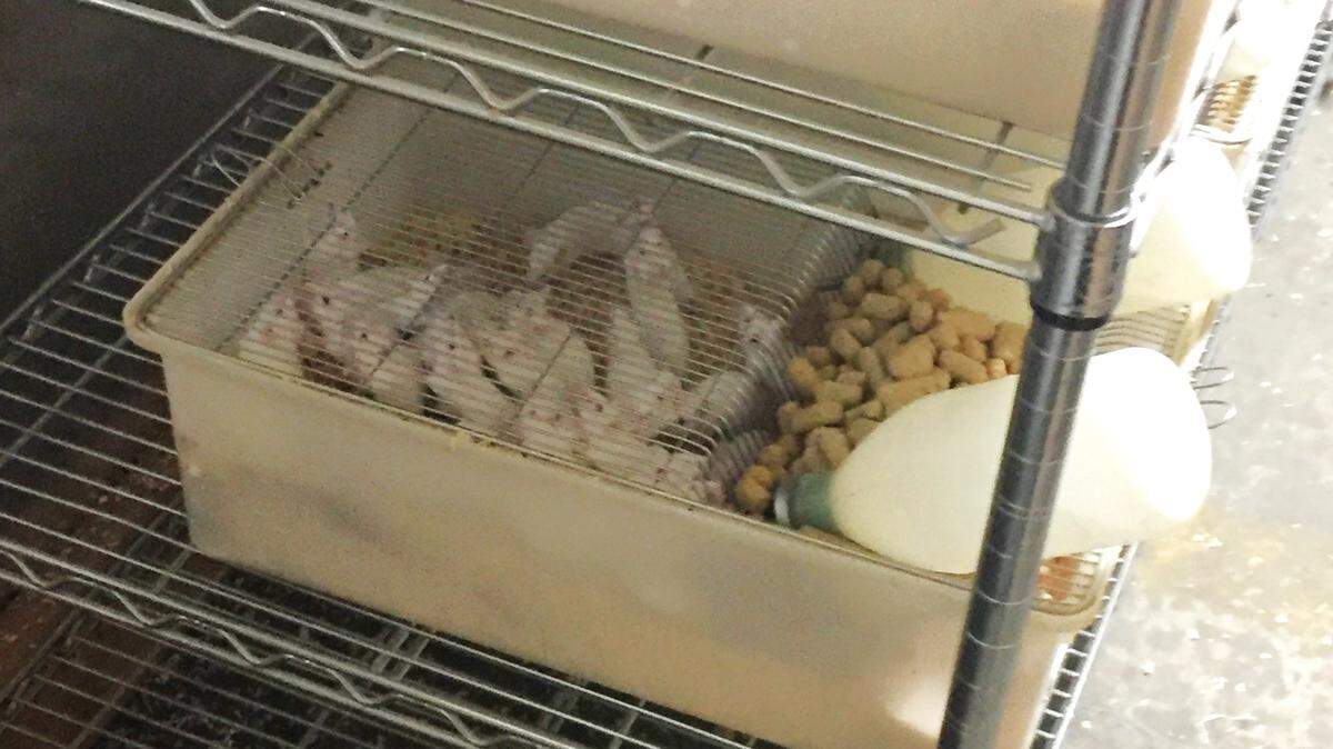 A cage containing albino laboratory mice was one of more than 50 containers of the rodents stacked on shelves inside a clandestine lab discovered in a warehouse in downtown Reedley in December 2022. City inspectors and a state-licensed consulting veterinarian assessed the overcrowded, unsanitary conditions in which almost 1,000 mice were being kept in March 2023.
