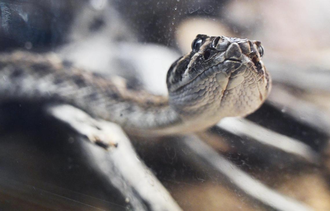 A western diamondback rattlesnake is seen in the Fresno Chaffee Zoo’s Reptile House on Friday, March 22, 2024, in Fresno.