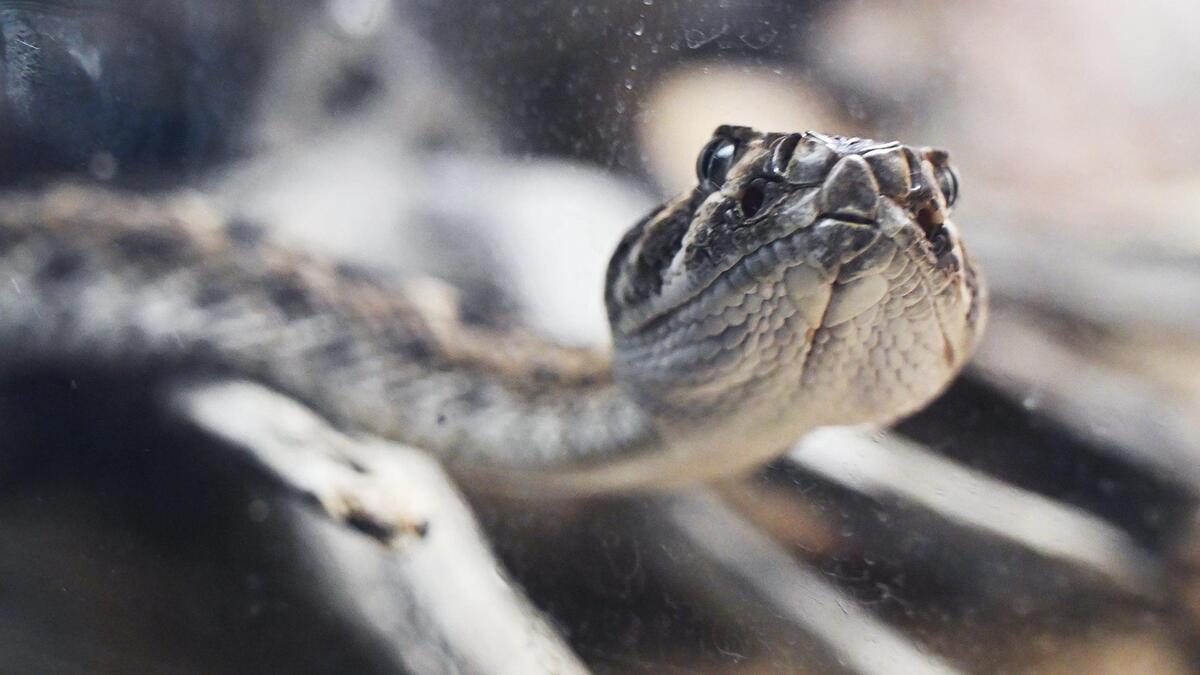 Western Diamondback Rattlesnakes are found in the Carrizo Plain National Monument in San Luis Obispo County.