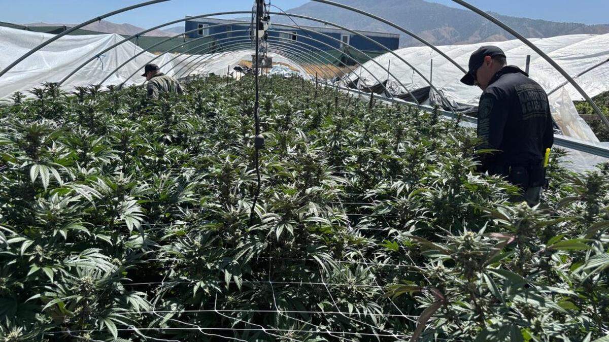 California seized more than $600 million in illegal cannabis in 2025, according to data released by the state. This includes major busts in Tulare and Kern counties.