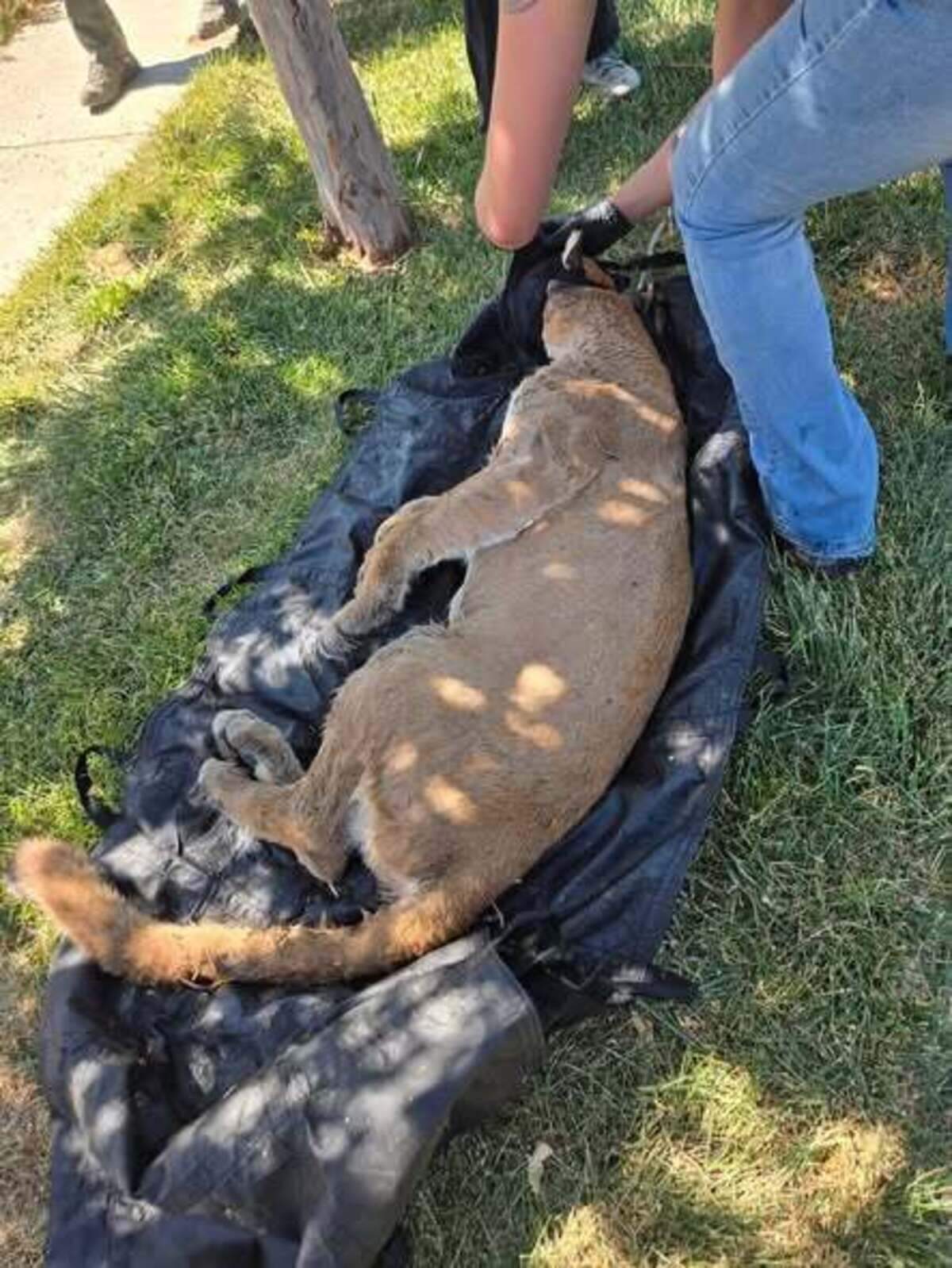 The California Department of Fish and Wildlife captured a mountain lion on Wednesday in the city of Hanford.