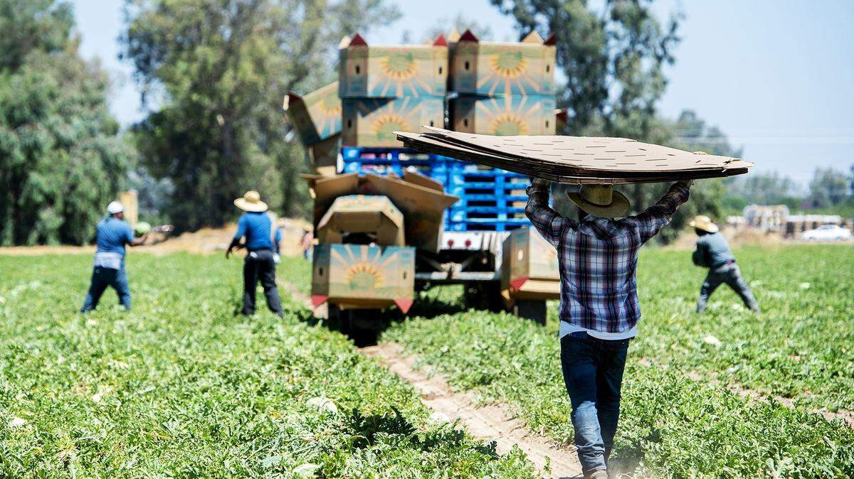 Watermelons are harvested from farmland near the intersections of Green Sands Avenue and Gurr Road in Atwater a year ago.
