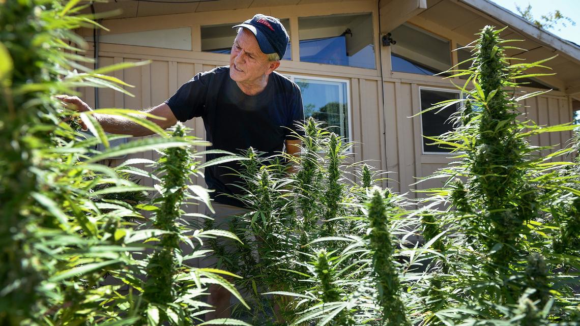 Ron (last name withheld to protect him from legal repercussions) looks over his six cannabis plants in the backyard of his central Fresno home on Thursday, Sept. 21, 2018. After moving here from Santa Cruz in April, Ron is unsure about the local laws governing outdoor marijuana cultivation for personal use.